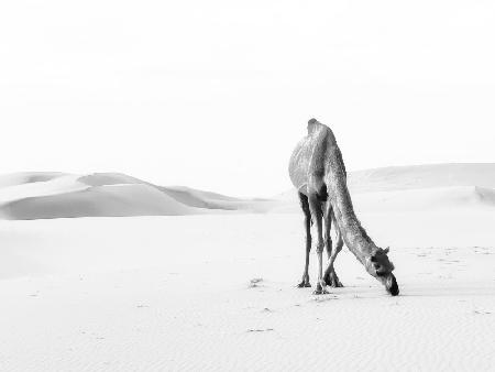 einsames Kamel