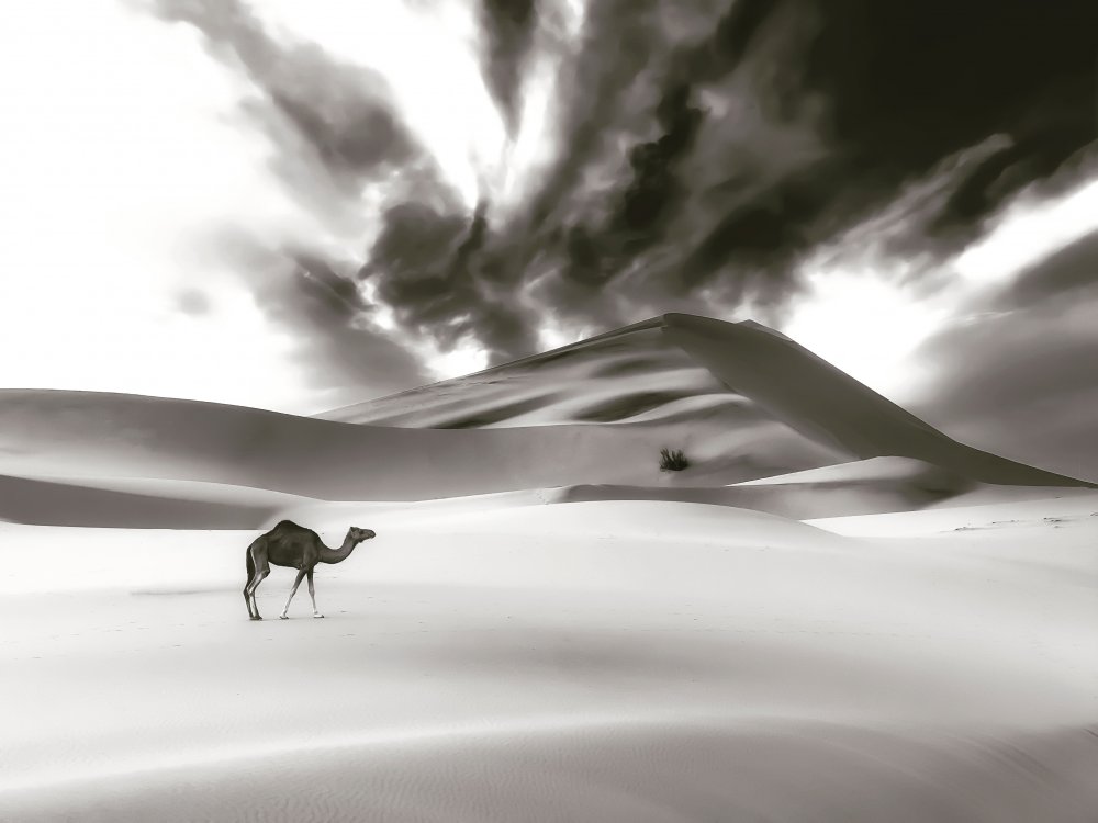 Kamel und Düne von Saleem G Alfidi