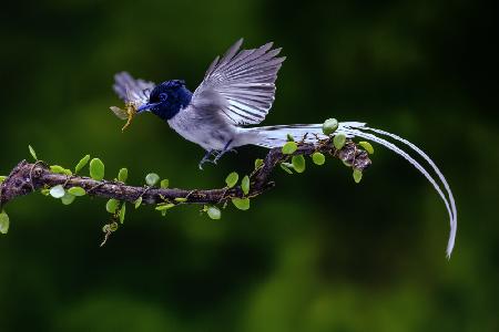 Fliegenfänger mit seinem Essen