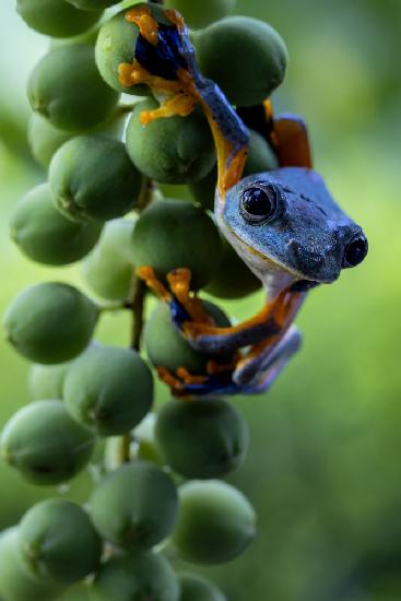 Grüner Frosch