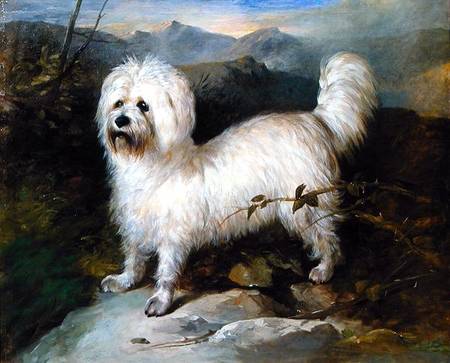 Small White Dog in a Landscape von Samuel Coleman