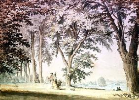 Trees by the Thames opposite Hammersmith 1774
