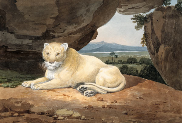 Lioness von Samuel Howitt