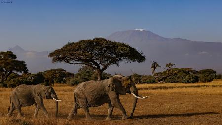 Amboseli-Elefanten