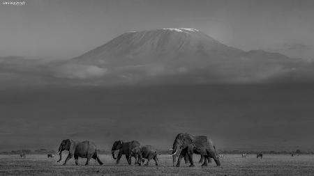 Amboseli-Elefanten und der Kilimandscharo