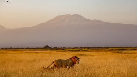 Männlicher Löwe und der Kilimandscharo