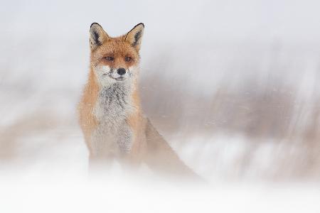 Fuchs im Schneesturm