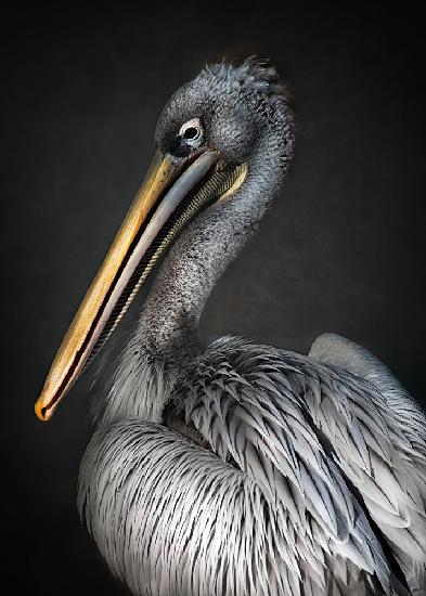 Pelikan-Porträt