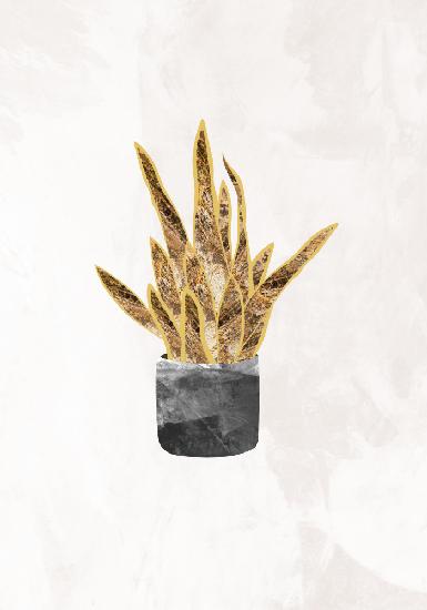 Schwarz-goldene Zimmerpflanze 1