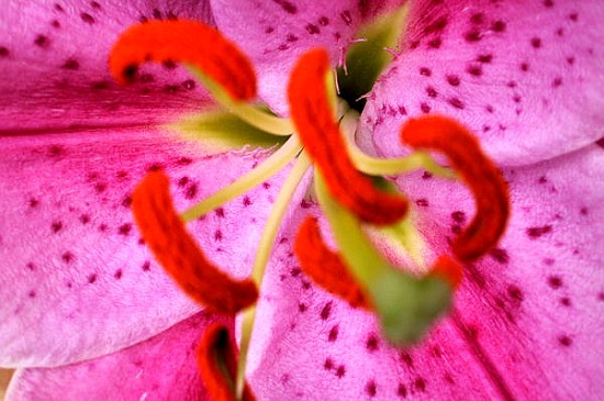 Pink Aroma (colour photo)  von Sarah  O'Toole