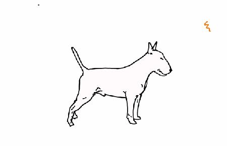 bull terrier 2018