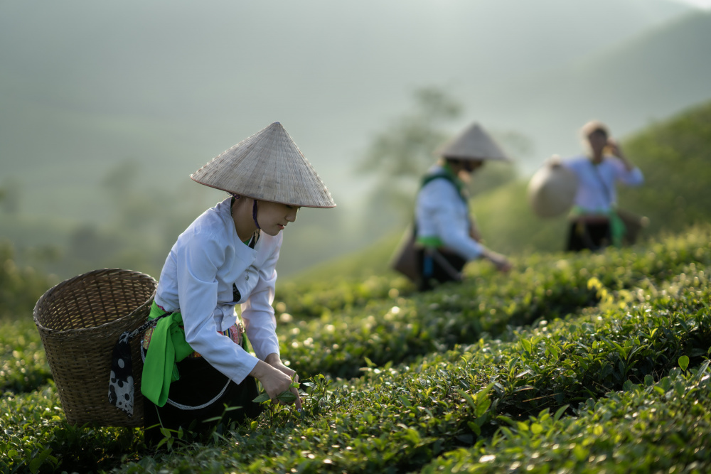 Vietnamesischer Mönch pflückt Teeblätter von Sarawut Intarob