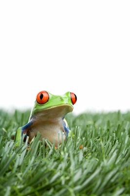red-eyed tree frog in grass von Sascha Burkard