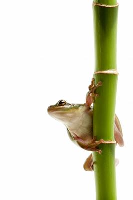 frog on bamboo von Sascha Burkard