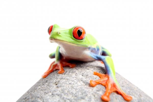 frog on a rock isolated von Sascha Burkard