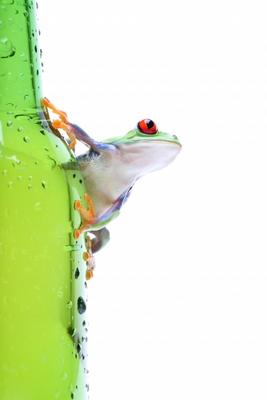 frog on glass isolated white von Sascha Burkard