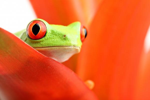 red-eyed tree frog on plant von Sascha Burkard