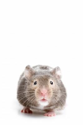 Hamster closeup on white