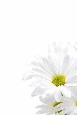 white daisies highkey von Sascha Burkard