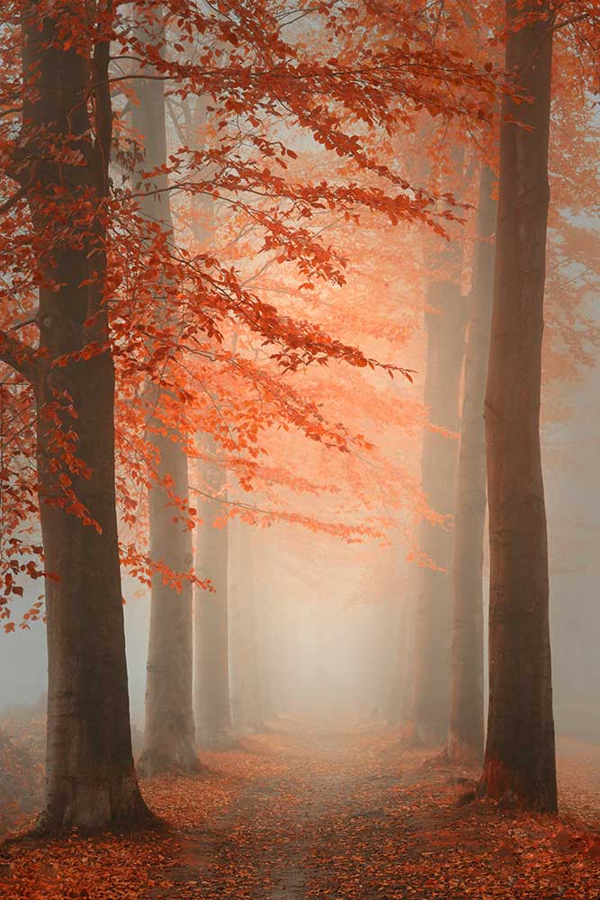 Herbsttraum von Saskia Dingemans