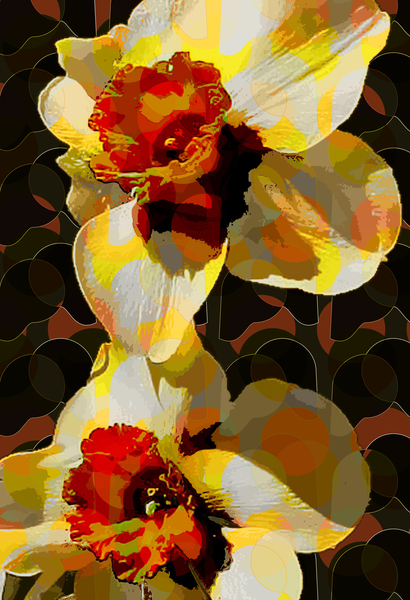 Daffodil von Scott J. Davis