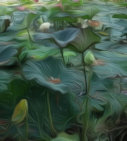 Lily Pond1 von Scott J. Davis