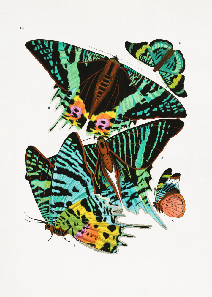 Schmetterlinge 3 von Émile-Allain Séguy
