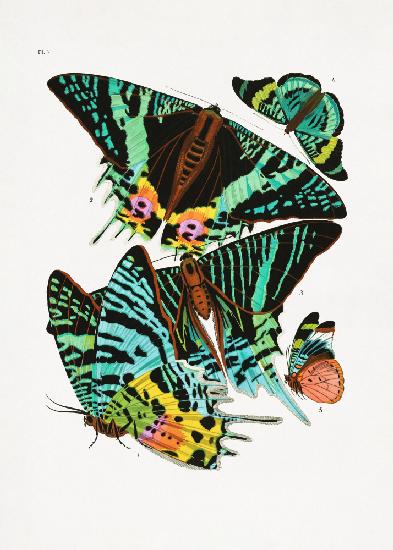 Schmetterlinge 3