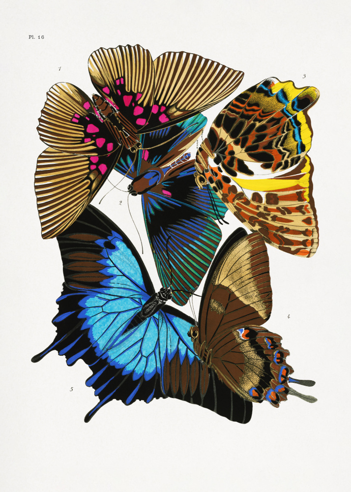 Schmetterlinge 4 von Émile-Allain Séguy