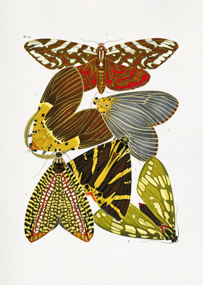 Schmetterlinge 6 von Émile-Allain Séguy