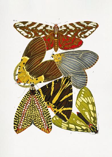 Schmetterlinge 6