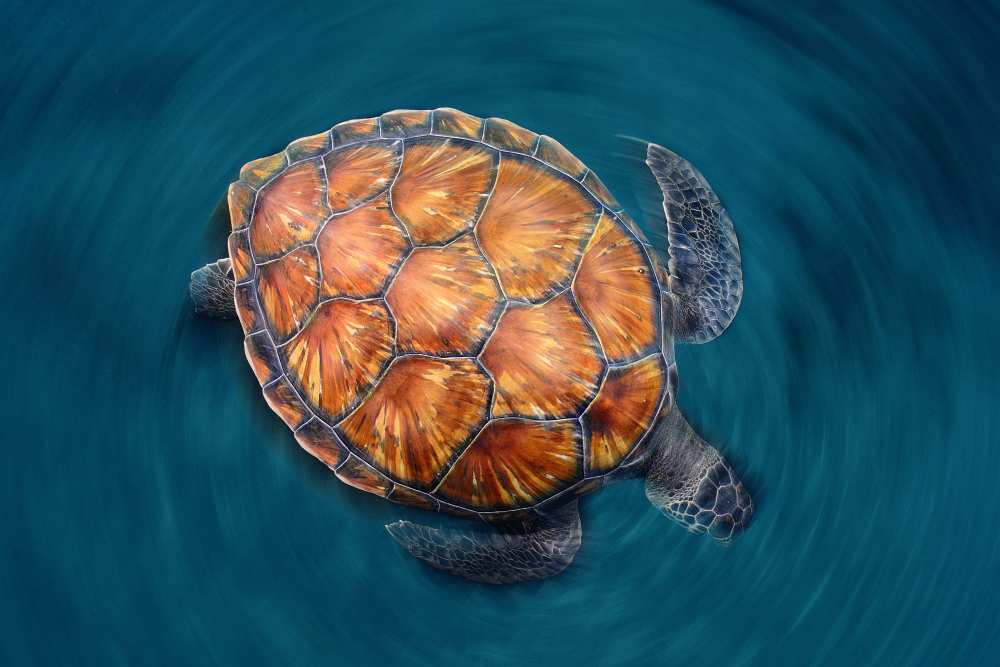 spin turtle von Sergi Garcia