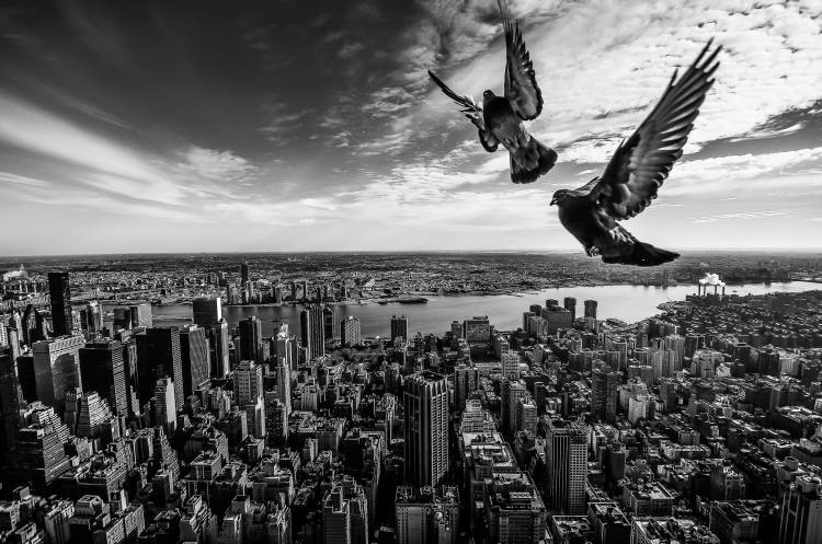 Pigeons on the Empire State Building von SergioSousa