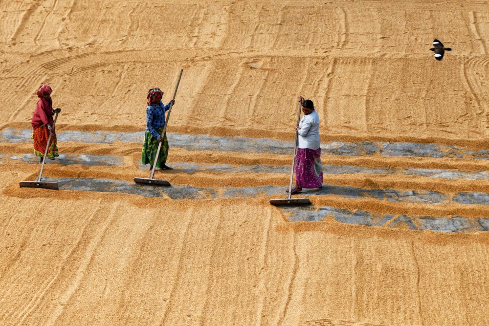 Reistrocknung durch Frauen von Shaibal Nandi