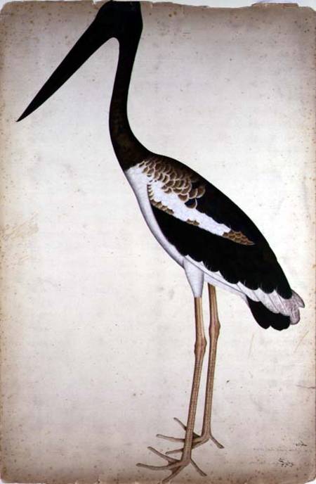 Blacknecked Stork, Xenorhynchus Asiaticus, painted for Lady Impey at Calcutta von Shaikh Zain ud-Din