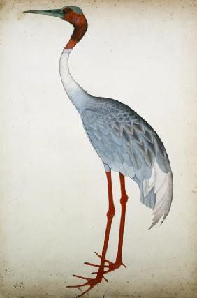 Sarus Crane, painted for Lady Impey at Calcutta c.1780