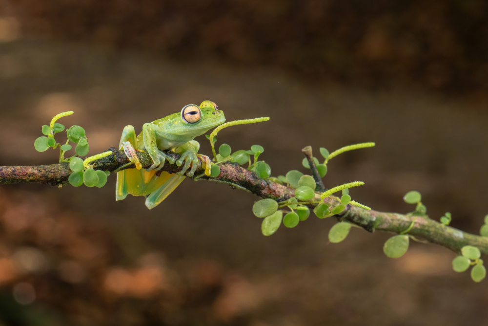 Ein Costa-Rica-Frosch von sheila xu