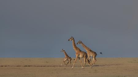 Giraffen-Familienbetrieb