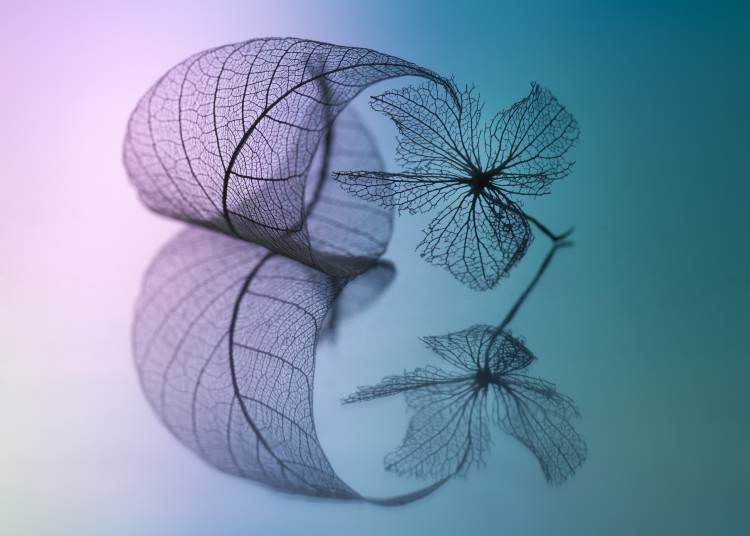 Story of leaf and flower von Shihya Kowatari