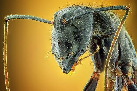 Camponotus Gigas