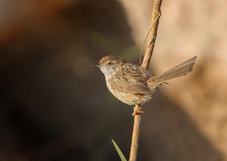 Anmutige Prinia