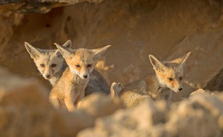 Fuchsjunge bei Sonnenuntergang