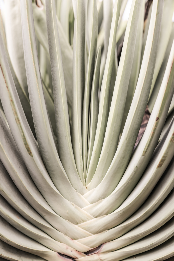 Blink-Kaktus von Shot by Clint