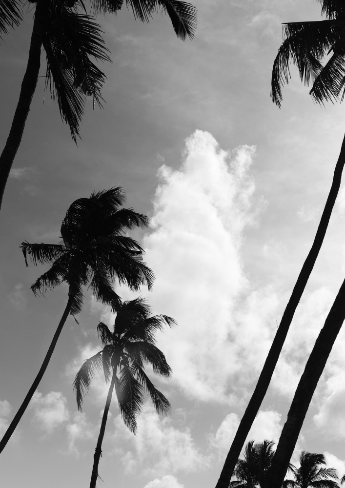 Kokosinsel Nr. 2 von Shot by Clint