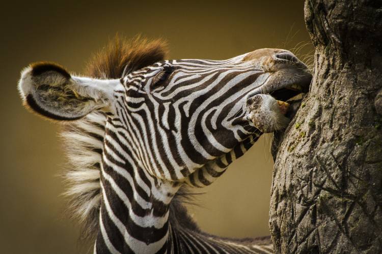 Zebra von Silvia Geiger