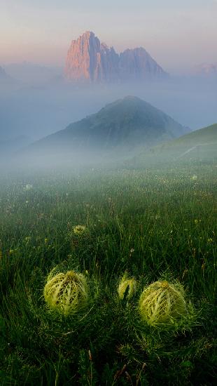 Schutz der Alpen