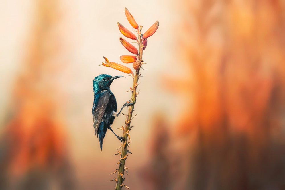 Lila Sonnenvogel von Sina Pezeshki