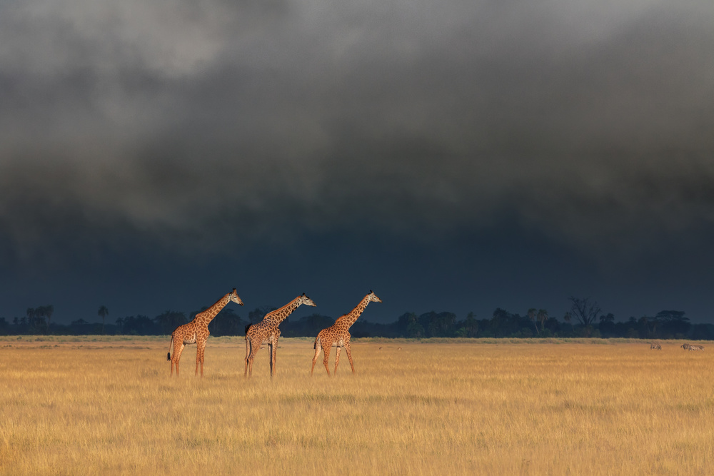 Trio Giraffen im Kenia-Sturm von Siyu and Wei Photography
