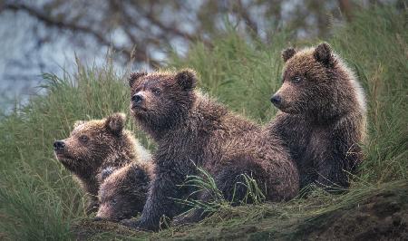 Vier Bärenjunge warten