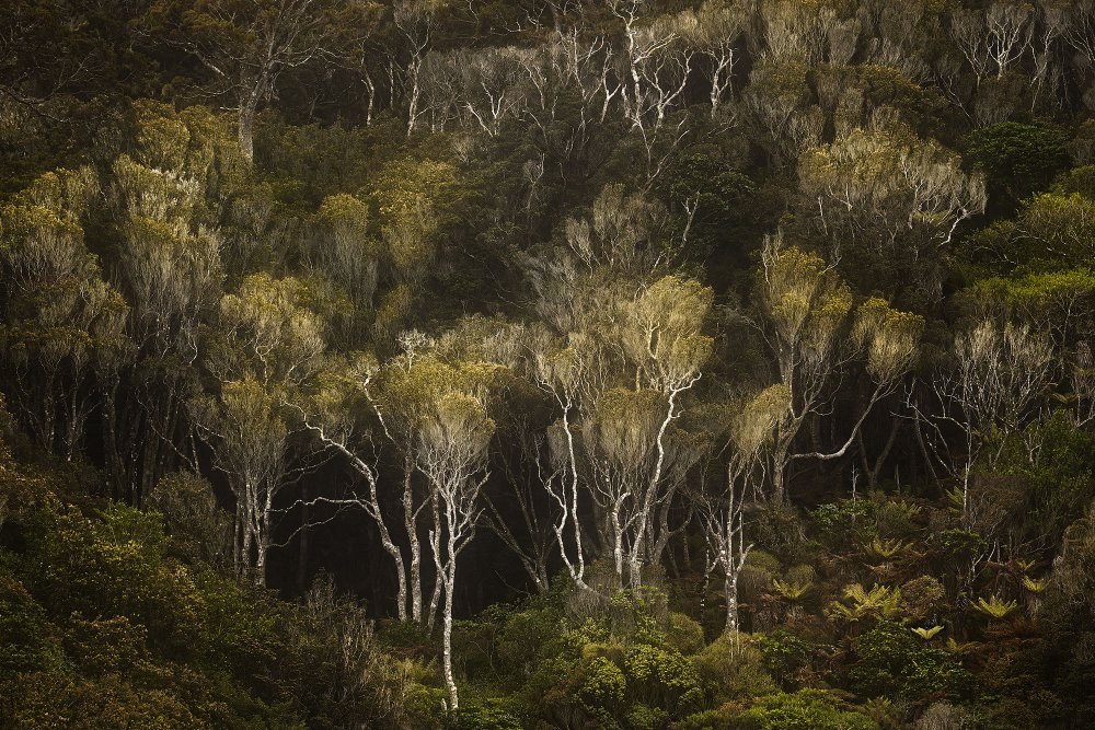 Dunkler Wald von Stanley Loong